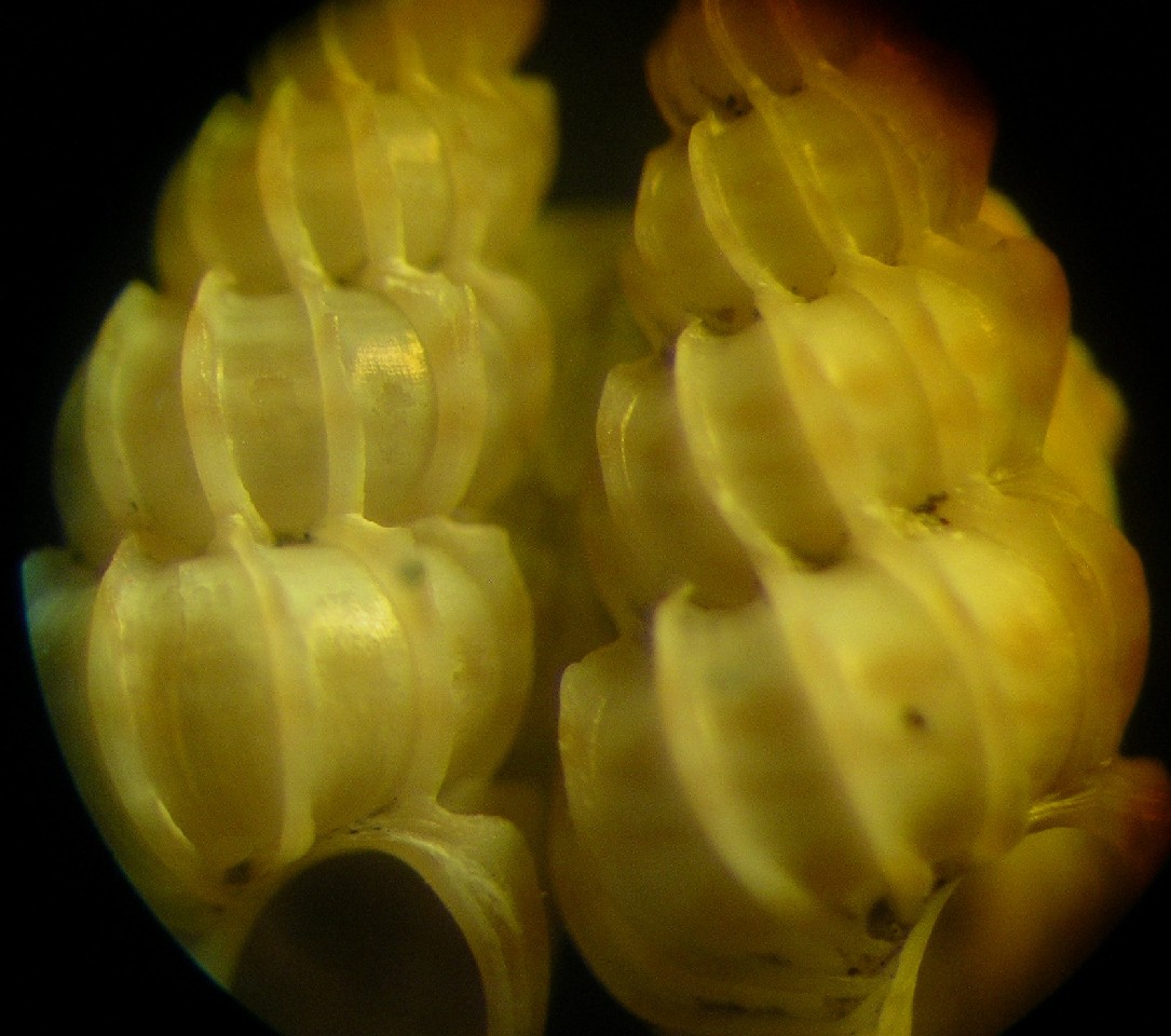 epitoniidae ...?